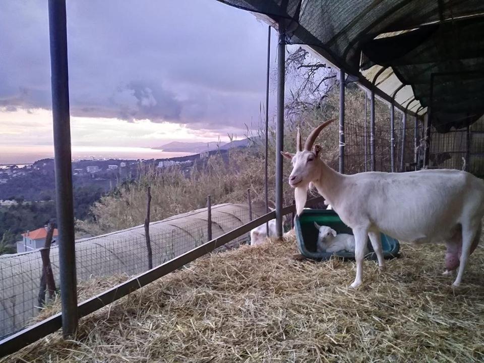 Agriturismo Fattoria Montecontessa Villa Cenova Dış mekan fotoğraf