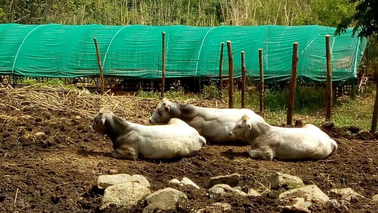 Agriturismo Fattoria Montecontessa Villa Cenova Dış mekan fotoğraf