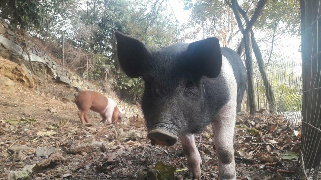 Agriturismo Fattoria Montecontessa Villa Cenova Dış mekan fotoğraf