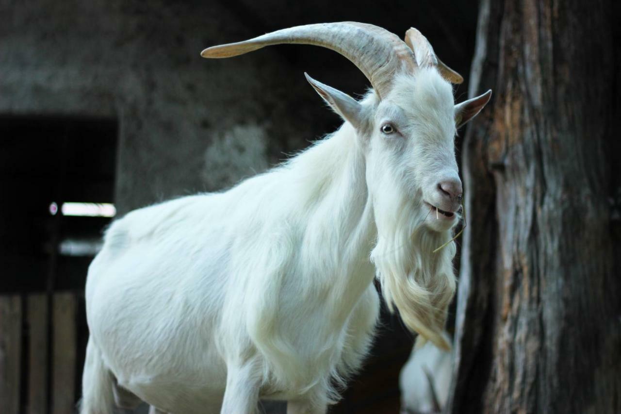 Agriturismo Fattoria Montecontessa Villa Cenova Dış mekan fotoğraf